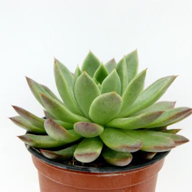 Echeveria agavoides